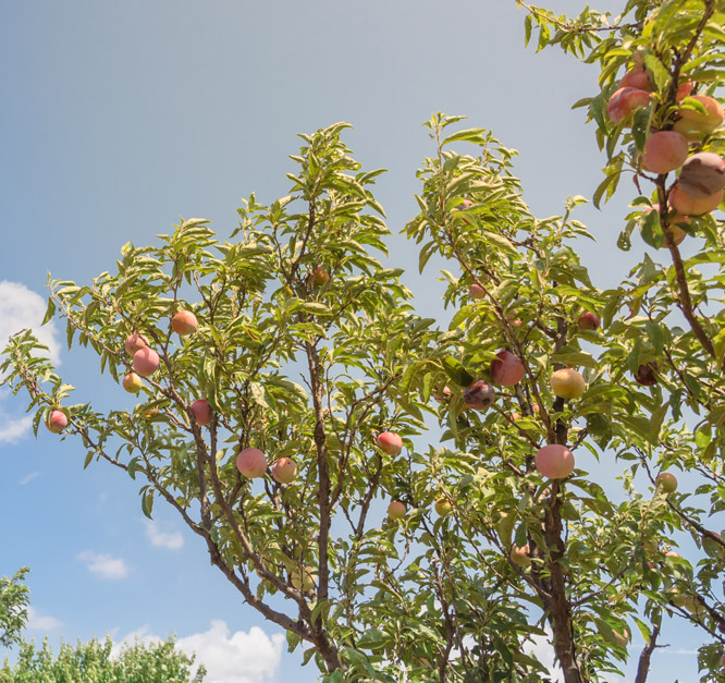 Peach Tree